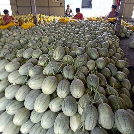 寿光市西州蜜25号瓜 小蜜25号哈蜜瓜，种植面积大产地直供，