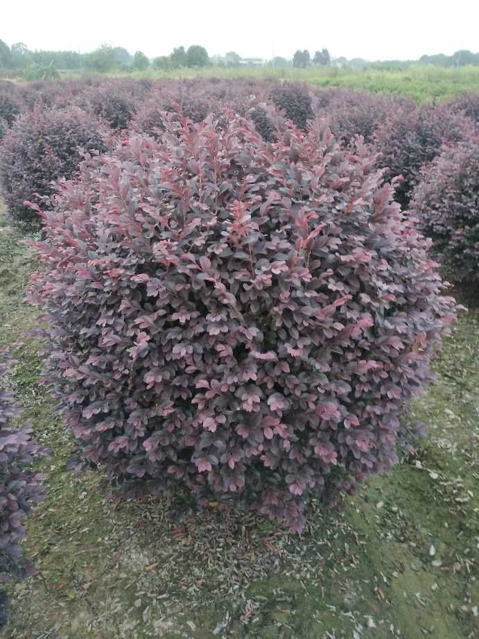 黑珍珠红继木  红花继木 红桎木 红继木 红花桎木精品球