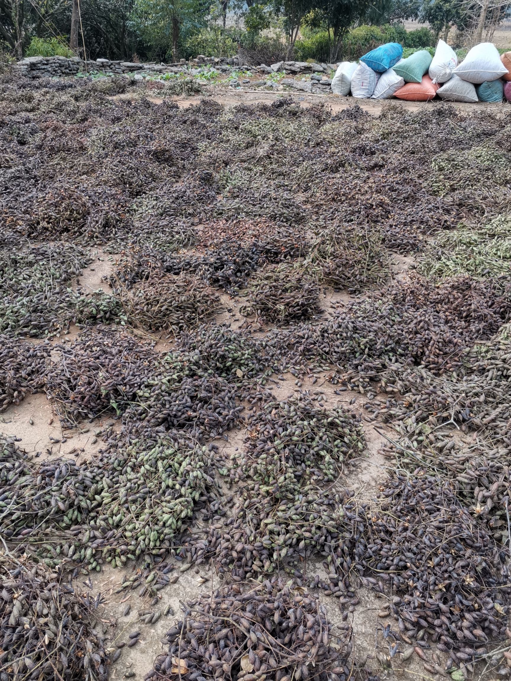 5号红油香椿种子，香椿种子，四季红油香椿种子，