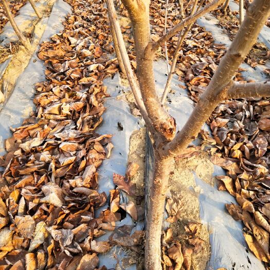 新泰市布鲁克斯樱桃树苗 两年樱桃苗木，吉塞拉六号，美早，奇早，布鲁克斯等品种