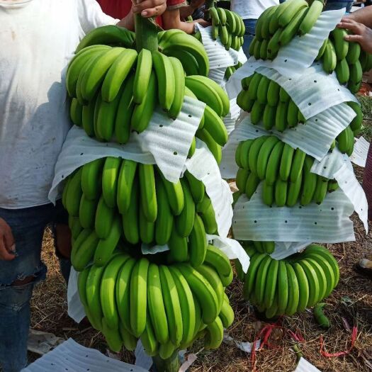 南宁香蕉苗批发出售、粉蕉苗多少钱一棵、农科院香蕉苗粉蕉苗直销