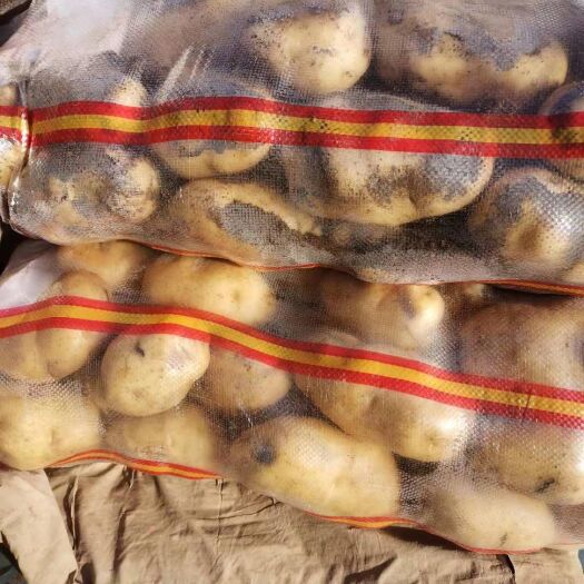 邯郸荷兰15 一手货源价格合理