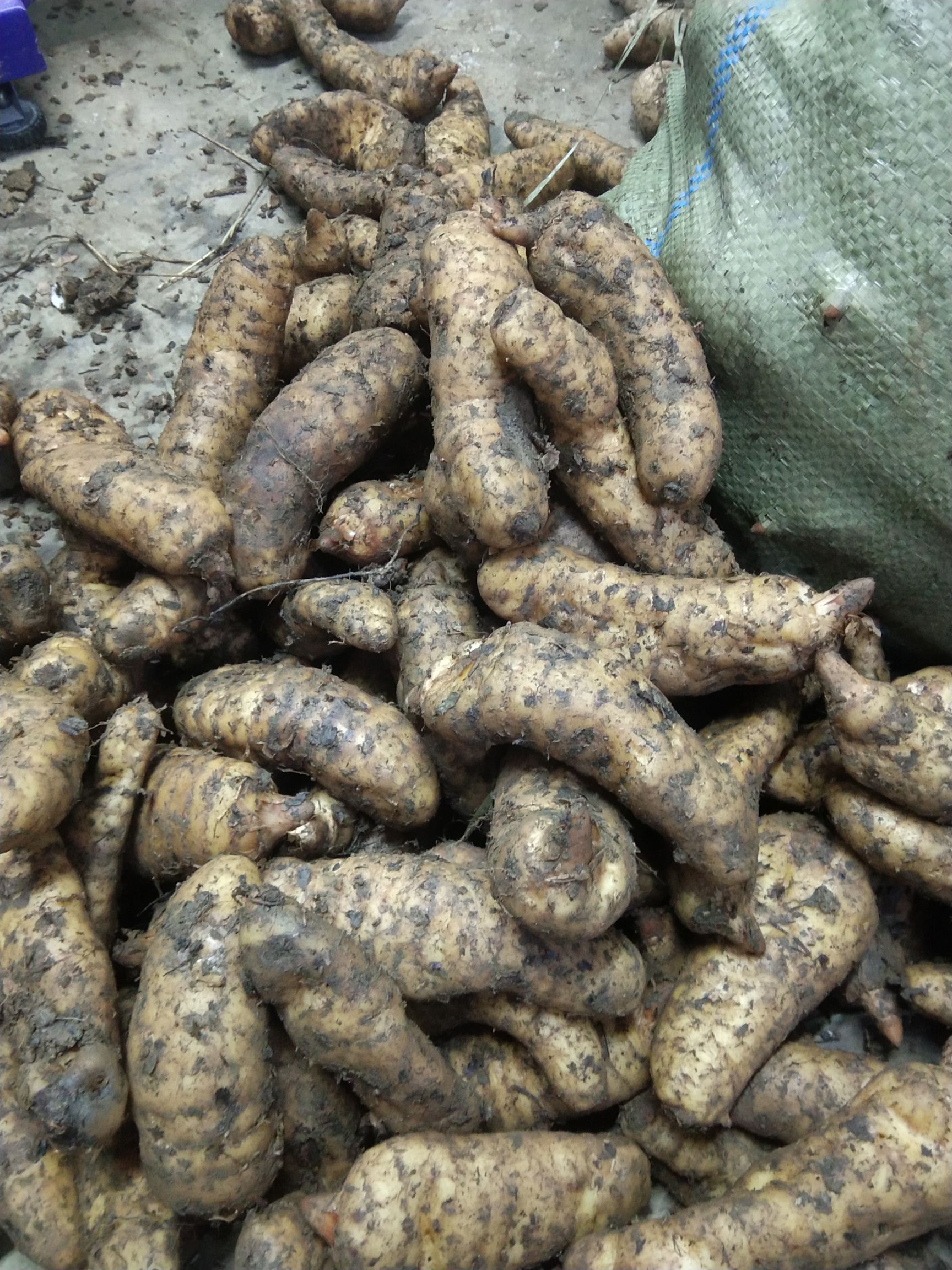 贵州省大方县红杆天麻批发零售，欢迎您来咨询。