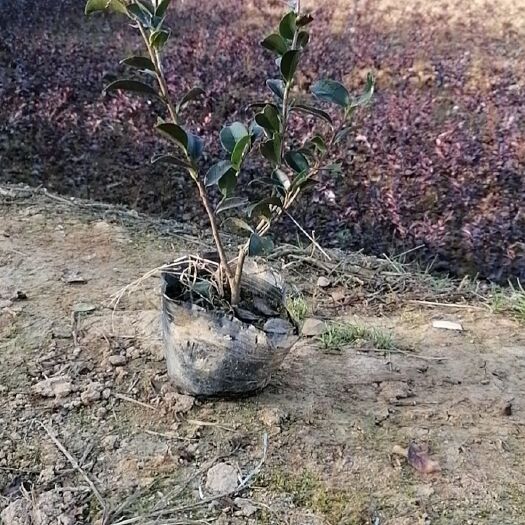 长沙茶梅杯苗