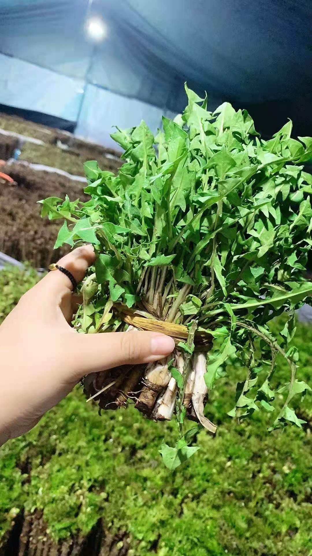东北野山野菜，吃嫩芽，小根菜，猴腿，蒲公英，柳蒿芽。