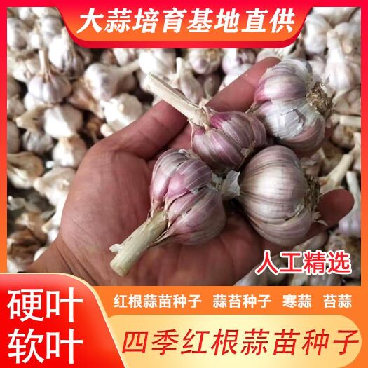 大蒜种子  【热销】蒜苗种子，四季红根蒜苗种子【太空蒜种】