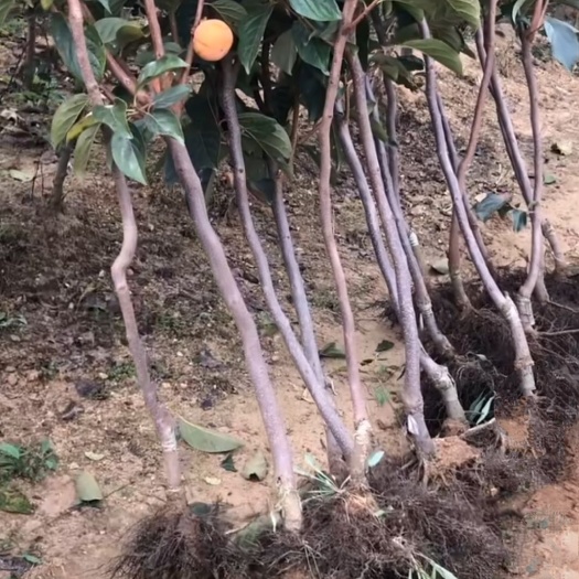平邑县甜脆柿子苗嫁接苗南北方种植摘下即食