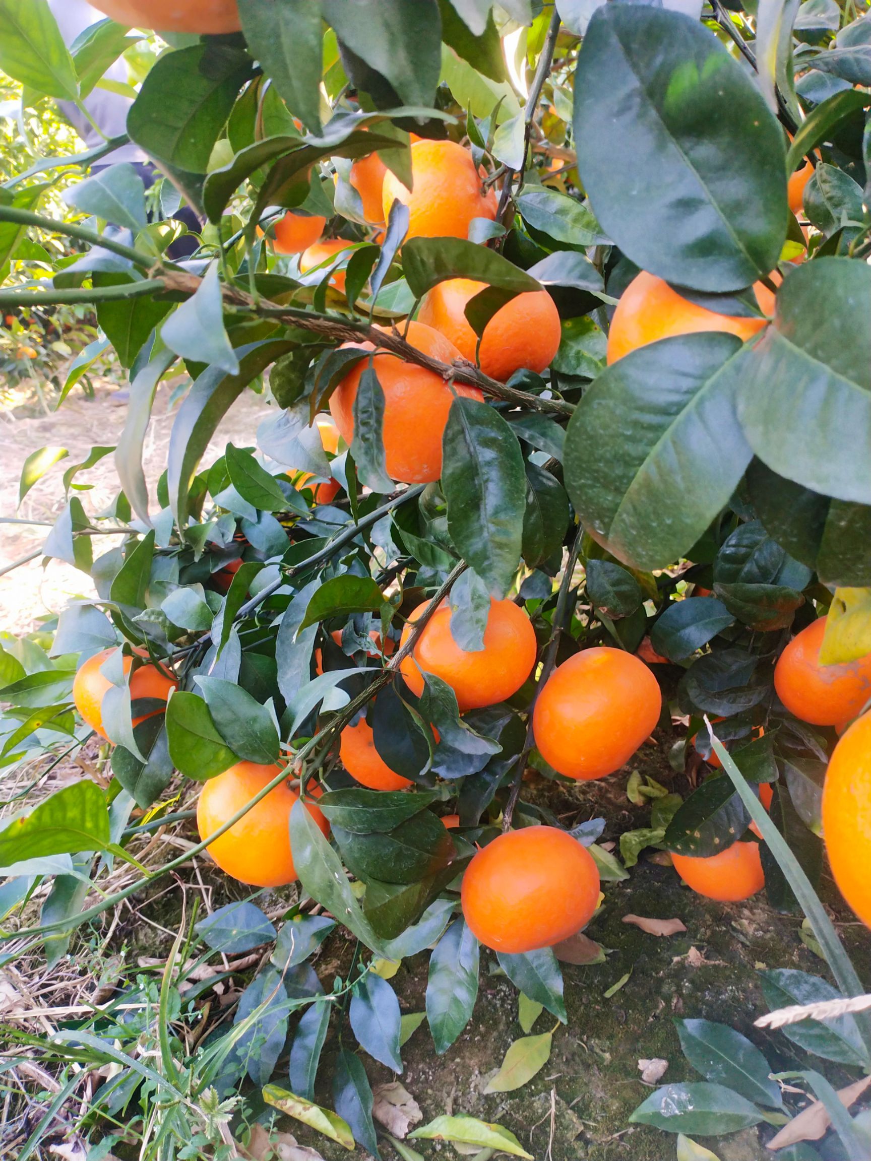  沃柑是一种新品种，口感甜，皮薄，