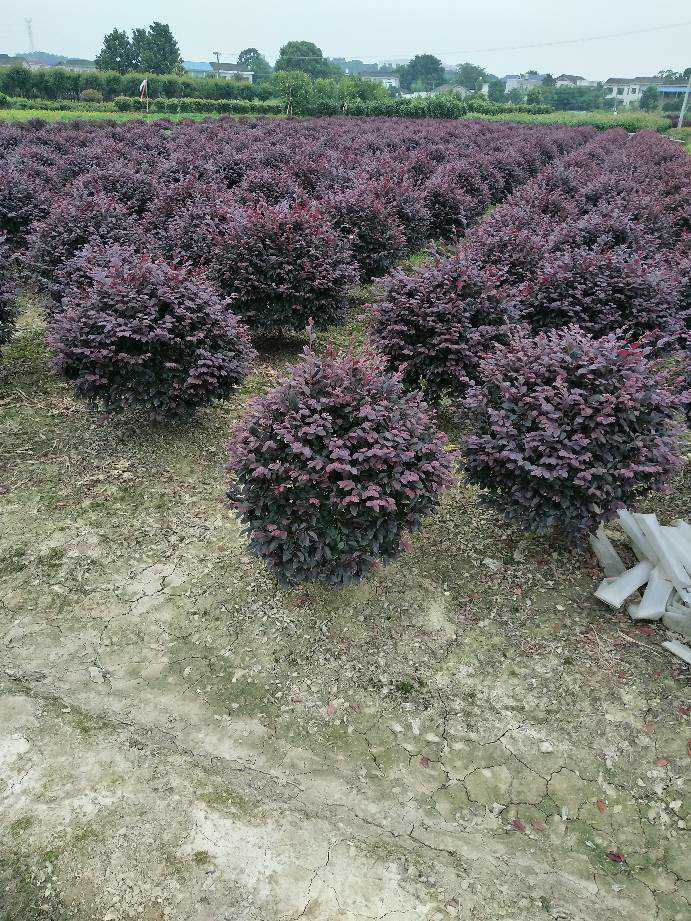 黑珍珠红继木  红花继木 红桎木 红继木 红花桎木精品球