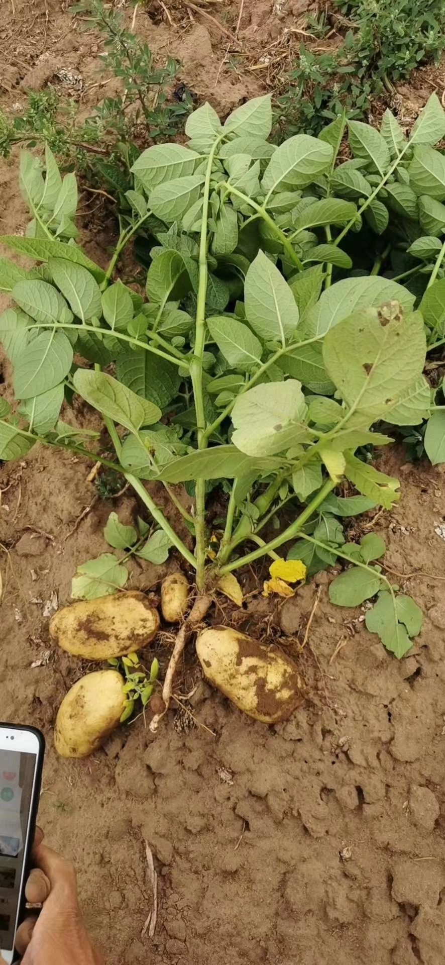 希森6号土豆种  生育期90天，黄皮黄肉，薯型好，芽眼浅，产量高