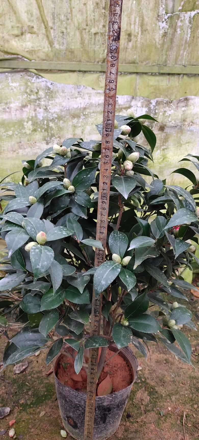  茶花赤丹茶花大红花