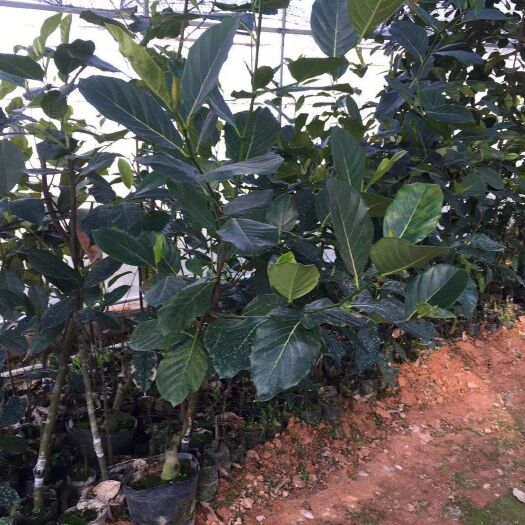 北流市四季菠萝蜜苗  品种亮，买相好