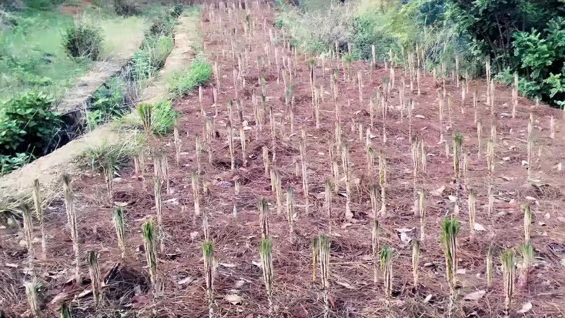 白魔芋  楚雄的，质量保证，价格实惠，欢迎各大家定购