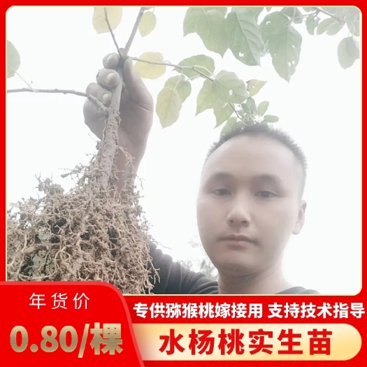 凤凰县水杨桃砧木  水杨桃实生苗基地直发