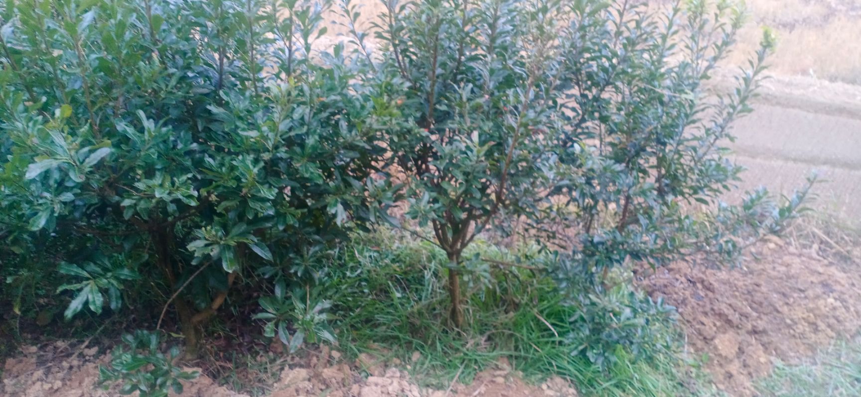 大黑炭杨梅树苗 