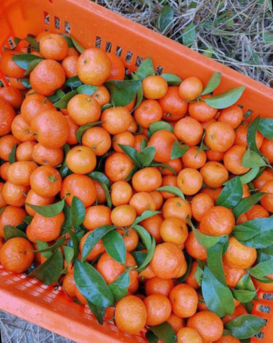 沙糖桔  广西精品砂糖橘，盖膜果园，产地直销 。欢迎老板定购。