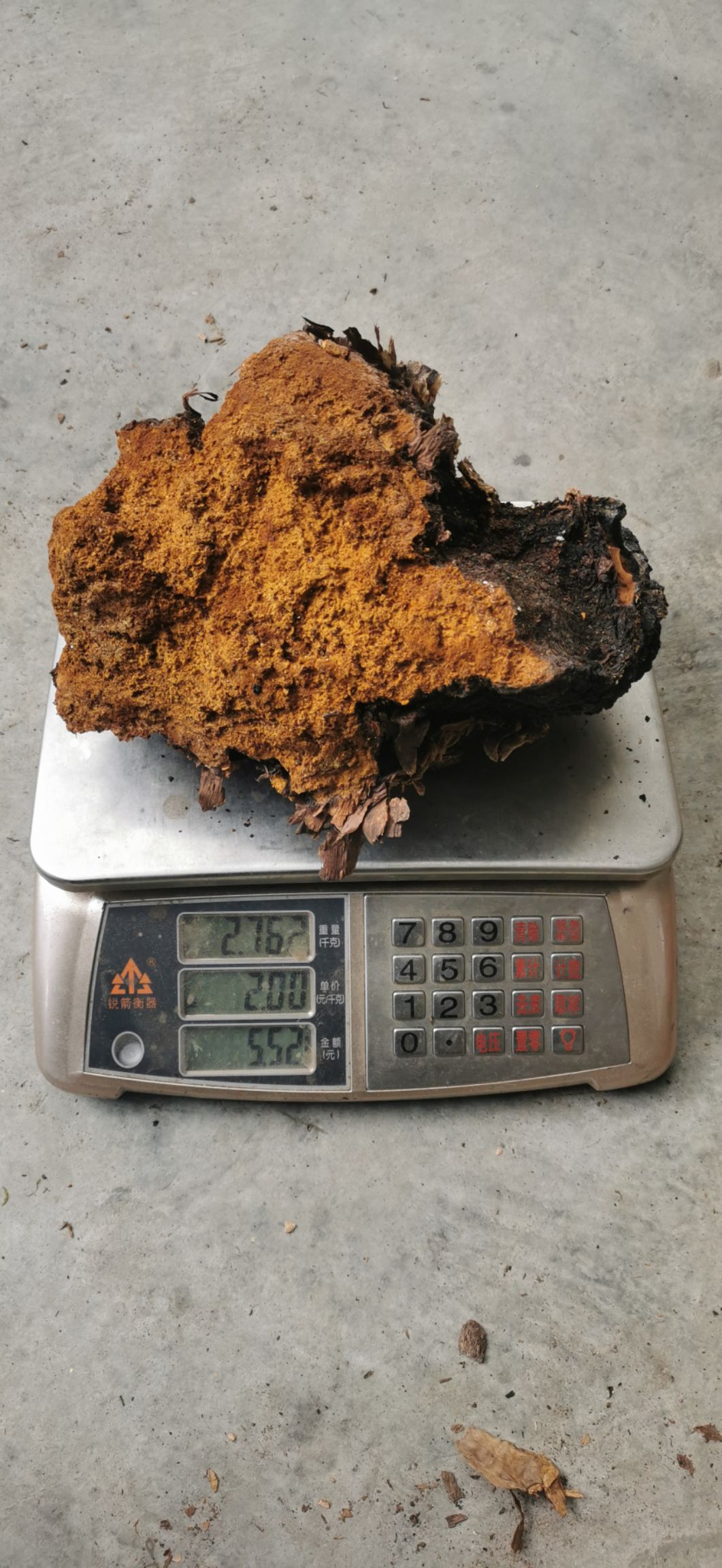 桦树茸 西藏高海拔高含量桦褐孔菌 产地直发一手货源 一件代发