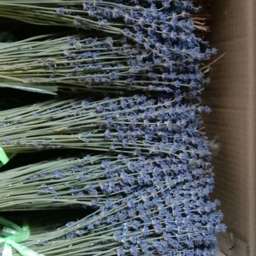 霍城县新疆伊犁薰衣草 霍城县六十五团紫玉薰衣草种植基地