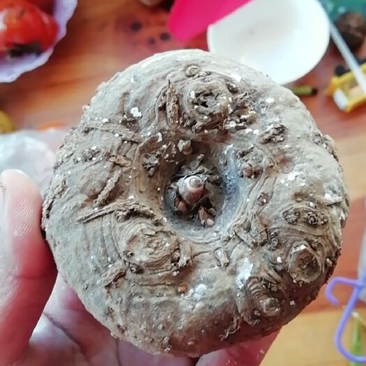 保山 花魔芋出售，各种规格都有，质量优良