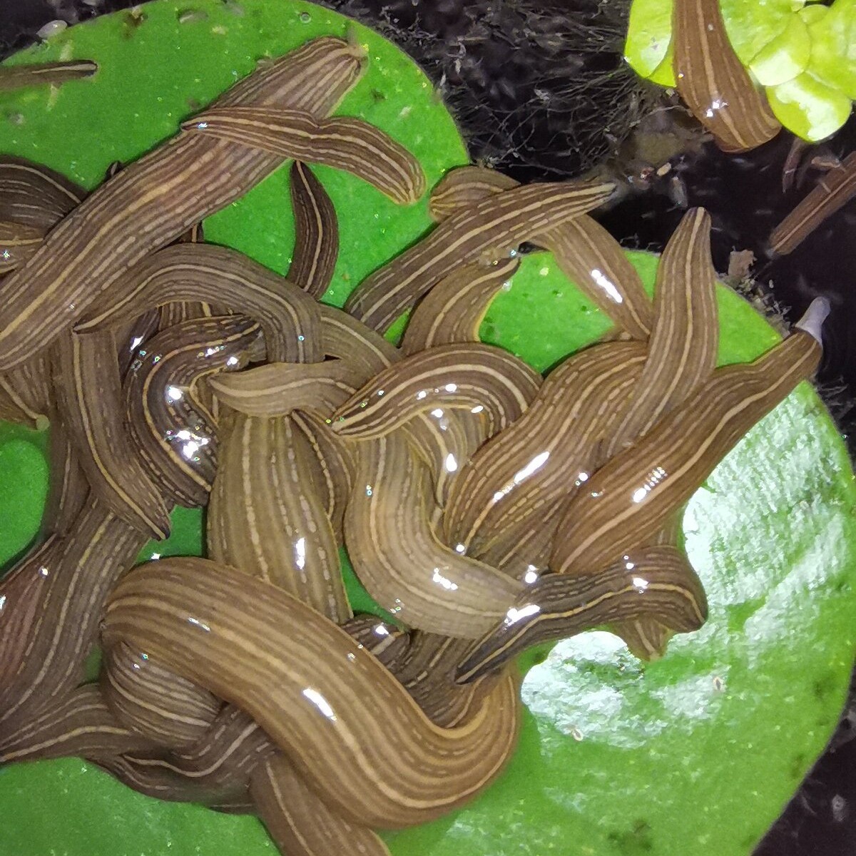 宽体金线蛭   水蛭苗，蚂蟥苗，水蛭卵茧，种蛭，幼苗，调水液供应，常年回收