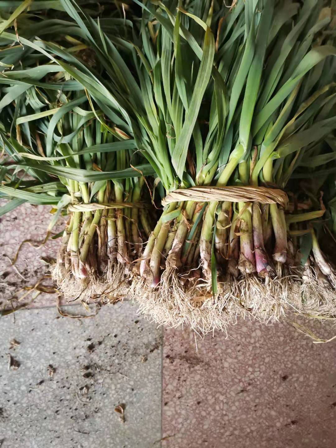 红根蒜苗 40 - 45cm