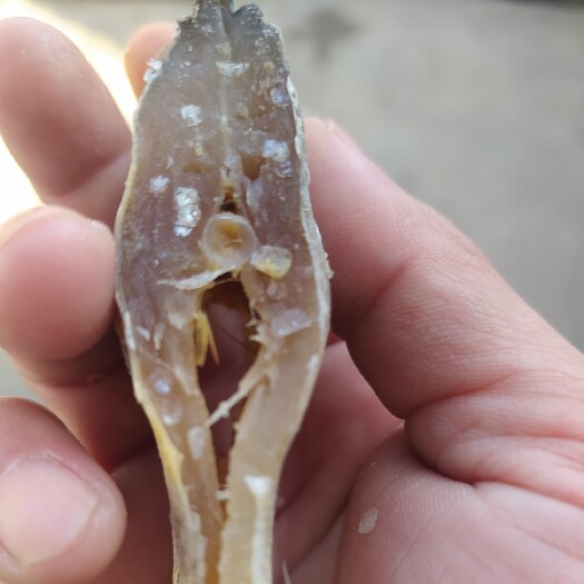 舒城县咸鱼 3-6个月 