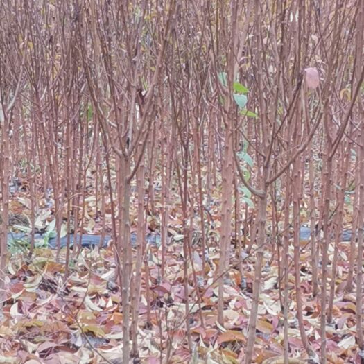 苍溪县蜂糖李树苗 李子苗，蜂糖李，脆红李，巫山脆李，恐龙蛋，西梅李，五月脆李，