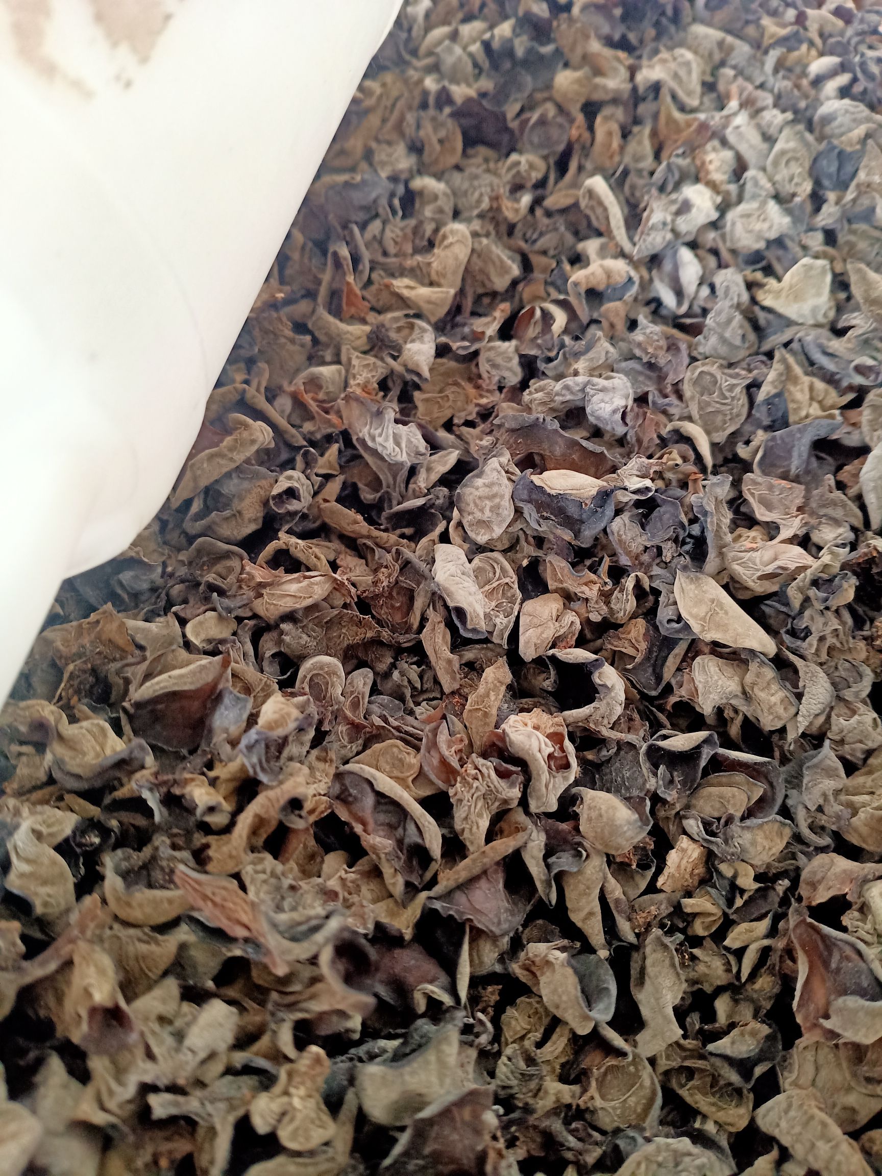 黑木耳  椴木春木耳小片，0.5/1.5公分间