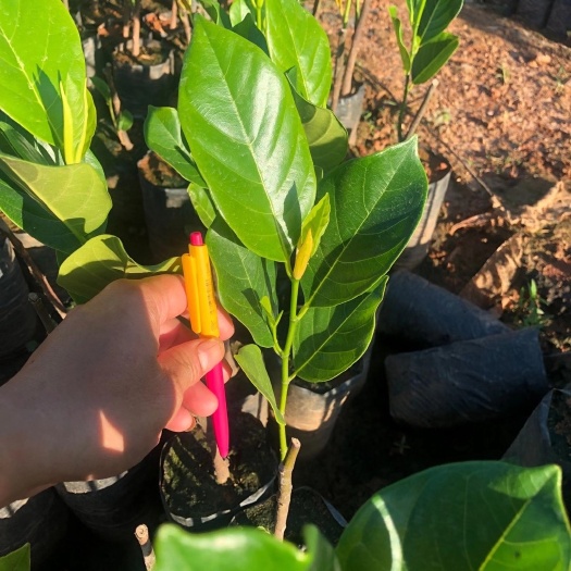 四季菠萝蜜苗  海南白沙优质马来西亚1号菠萝蜜苗批发，5万株自家培育