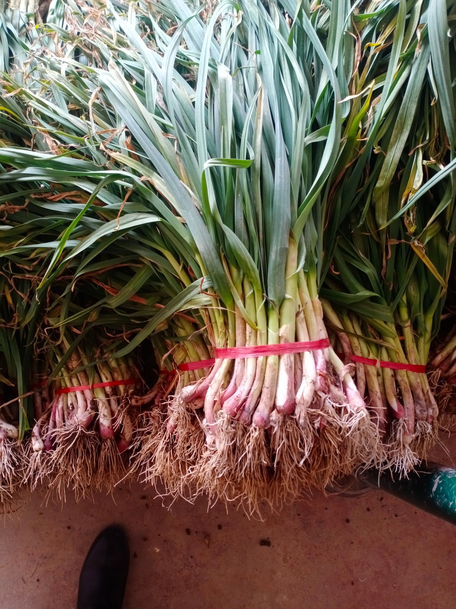 红根蒜苗 40 - 45cm