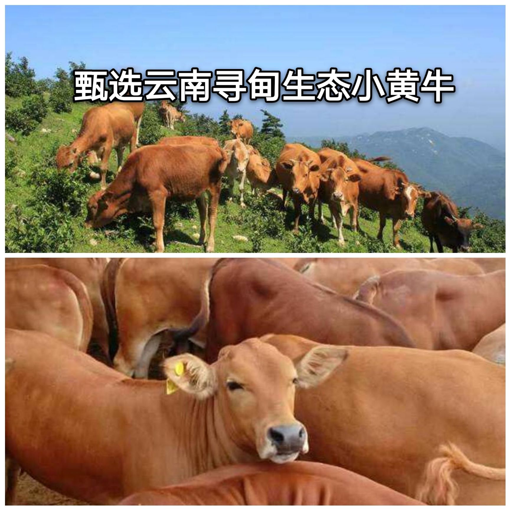 牙签牛肉  特色牛肉串包邮/烤串/20串一袋/云南鲜活小黄牛