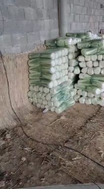 滕州市北京3号大白菜  精品北京三号