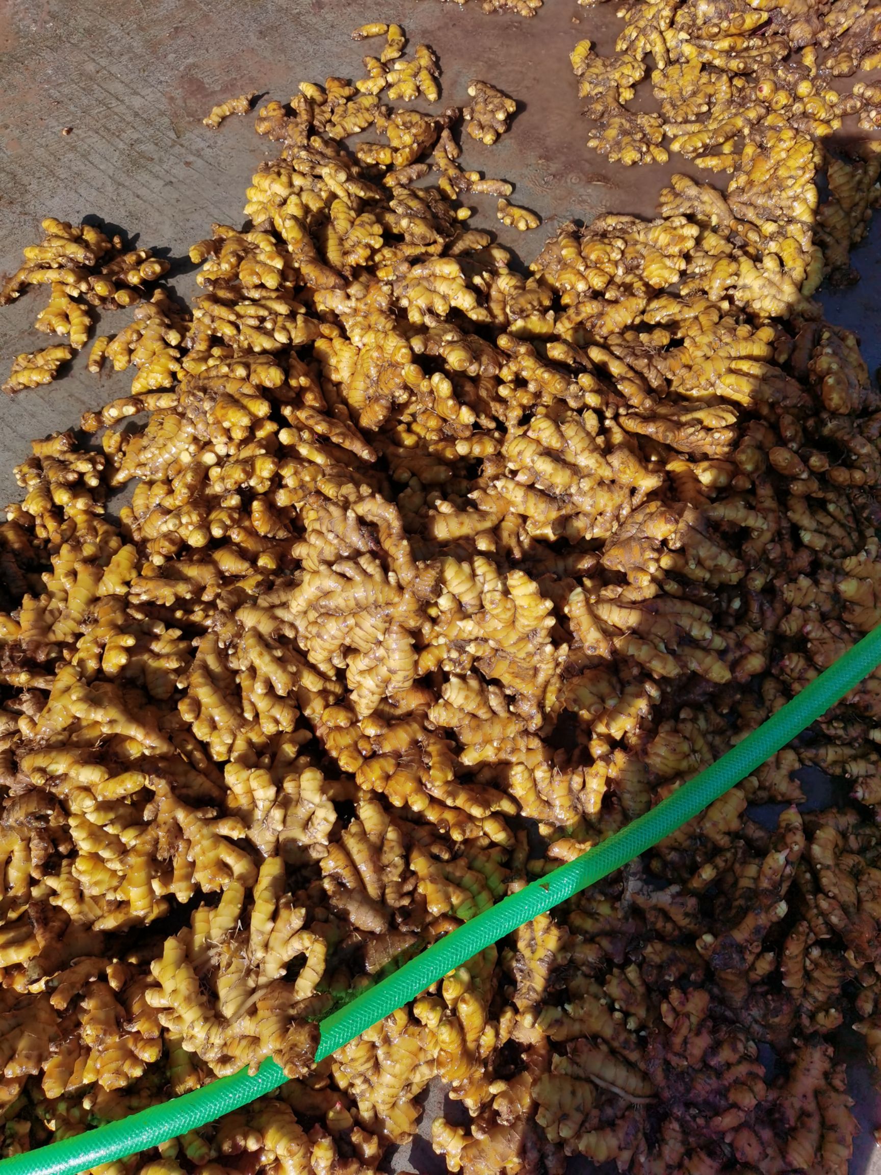 湖南汝城小黄姜,大量出售,颜色好,块头大,耐储存,可常年供应