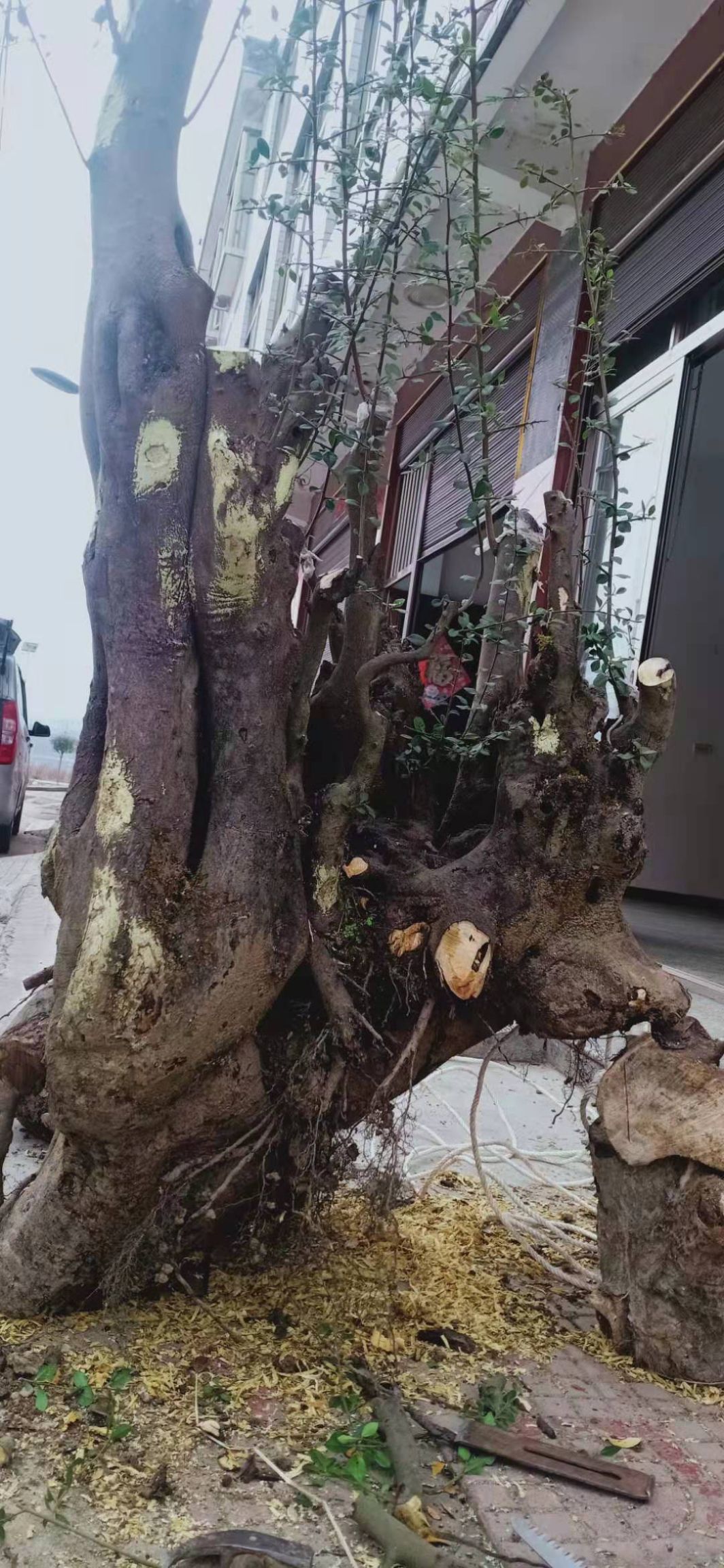 金弹子 35公分以上 