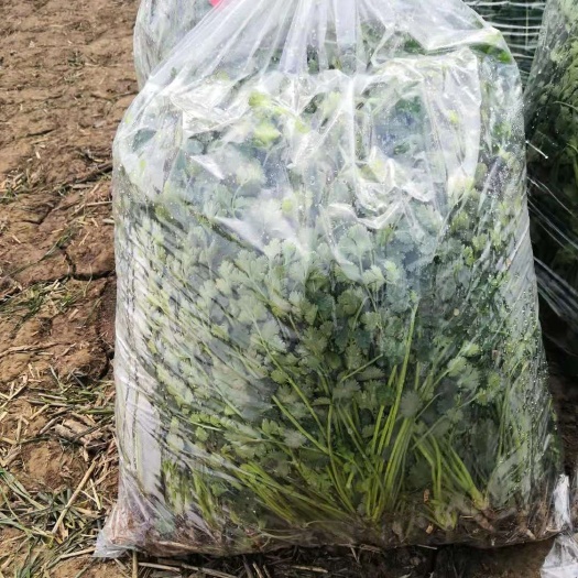 阳信县铁杆青香菜  精品香菜