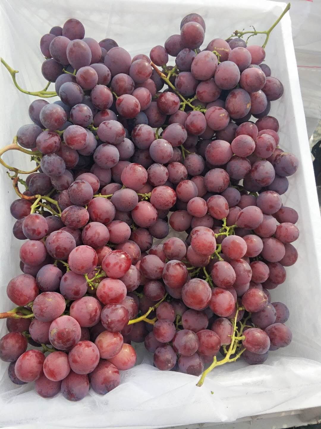 红提二级果开始出库！电商！社区团购可以优先考虑！20万斤库存