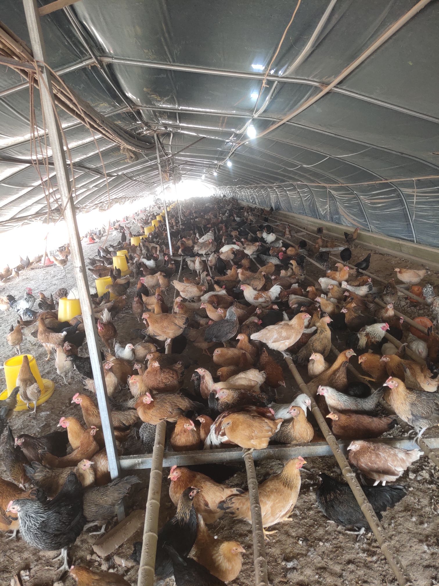 土鸡  全年大量供应土柴母鸡，土柴鸡蛋