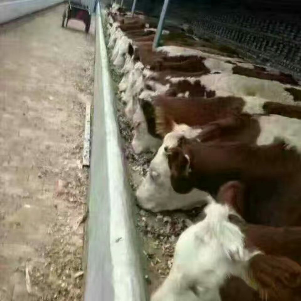  欢迎前来选大小肉牛好品种