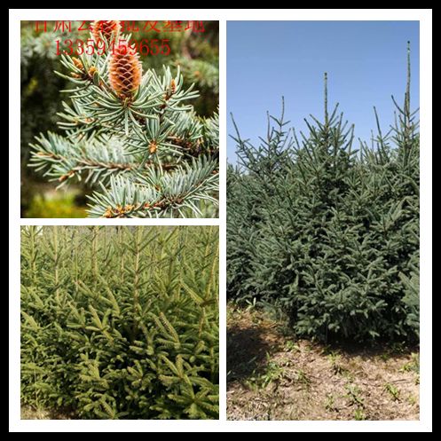 红皮云杉 甘肃云杉苗木批发基地