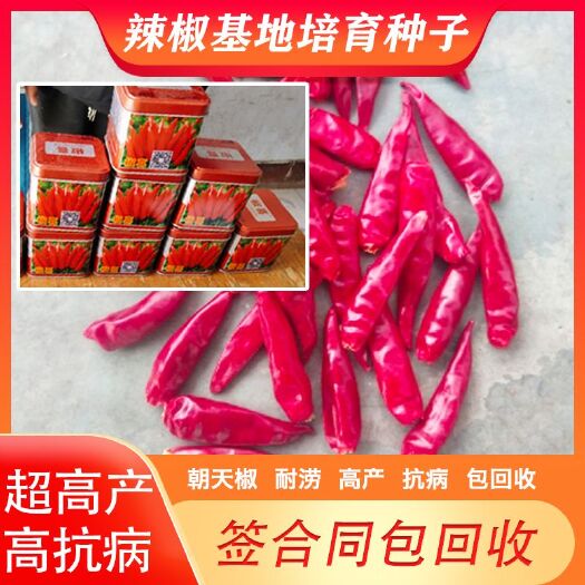 朝天椒种子，种子培育基地直供。量大从优！包技术包回收