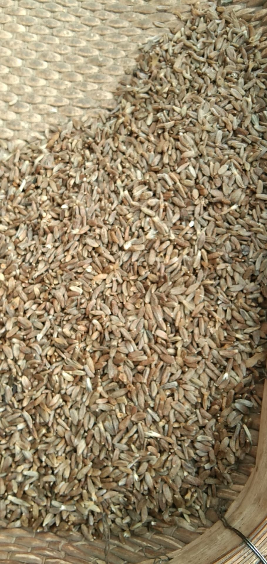 生白术 优良白术芽子