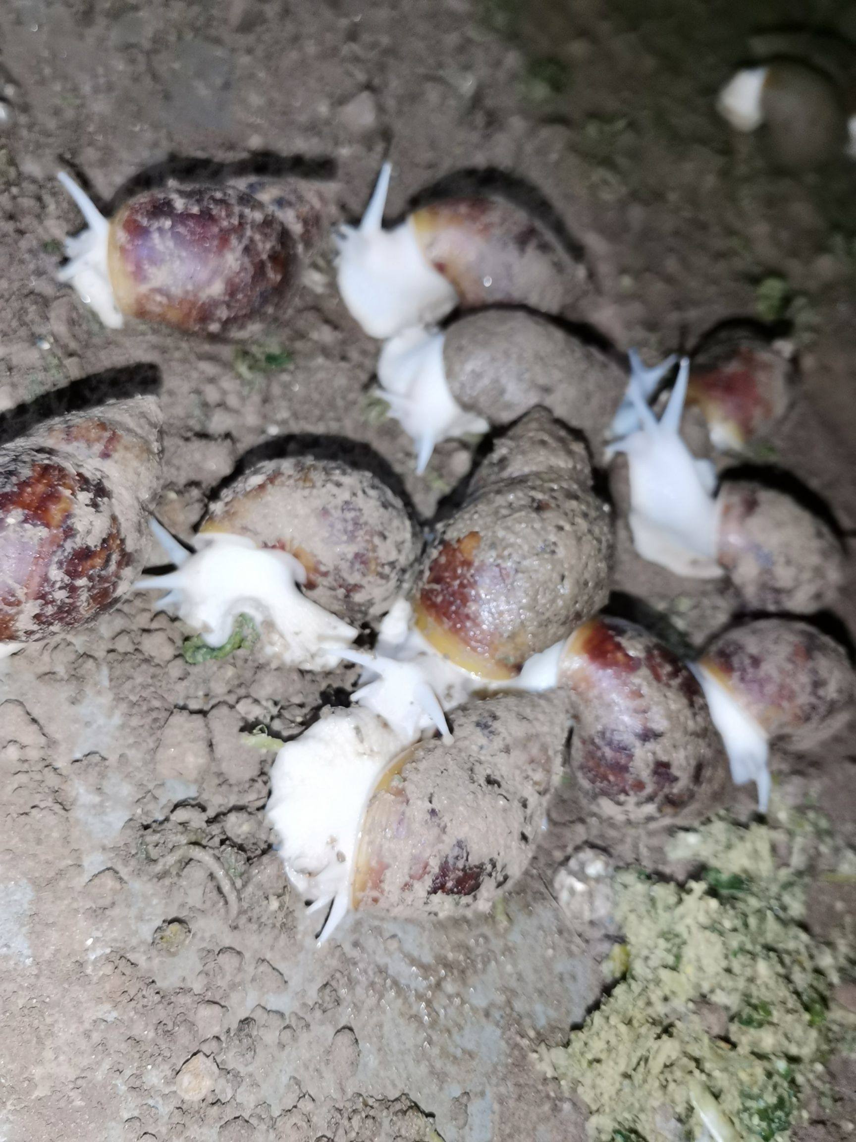  白玉蜗牛量大从优