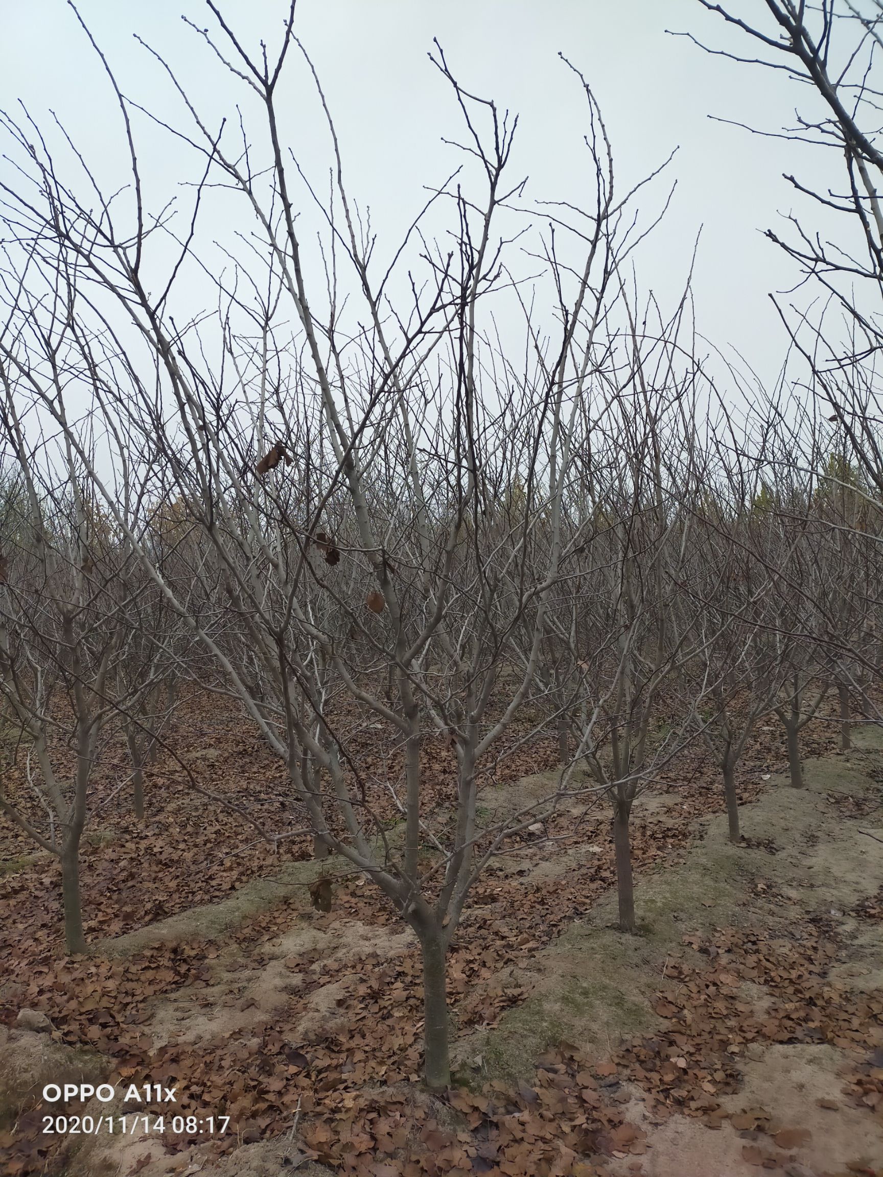 普通山楂苗  8公分山楂树