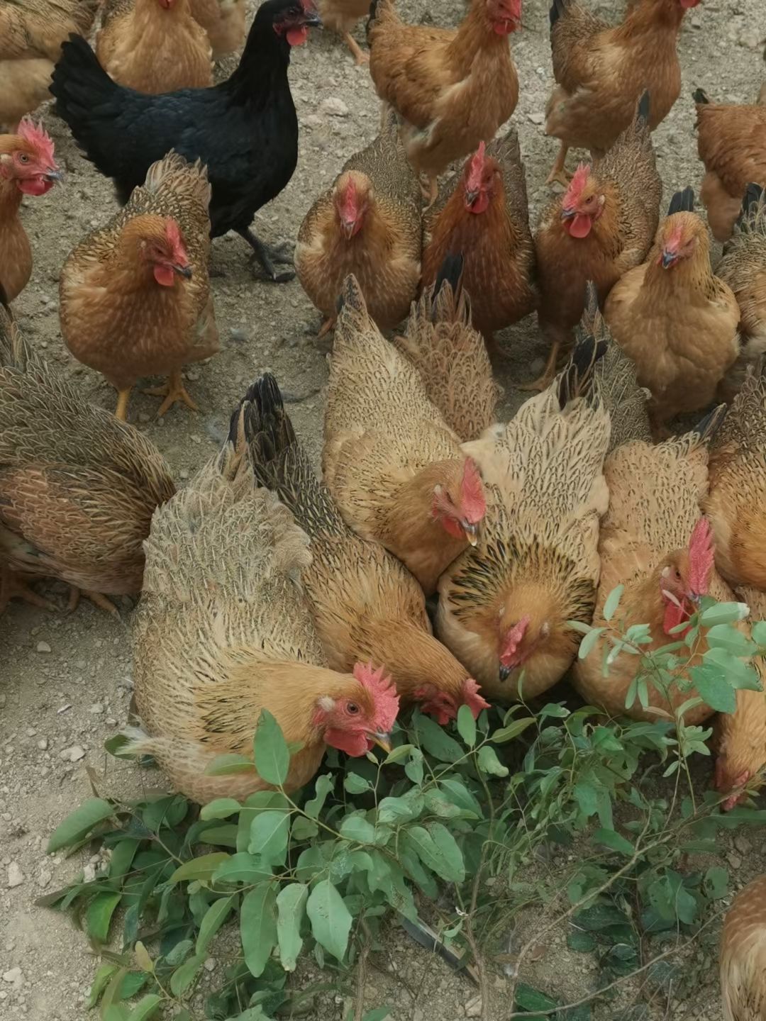 土鸡 漂亮假土平均4.2重