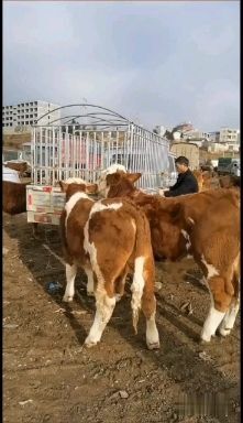 威宁县西门塔尔牛 各种优质好牛，品种齐全，价格廉价，欢迎前来选购