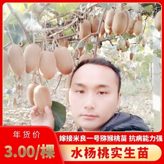 凤凰县猕猴桃苗  米良一号水杨桃嫁接的