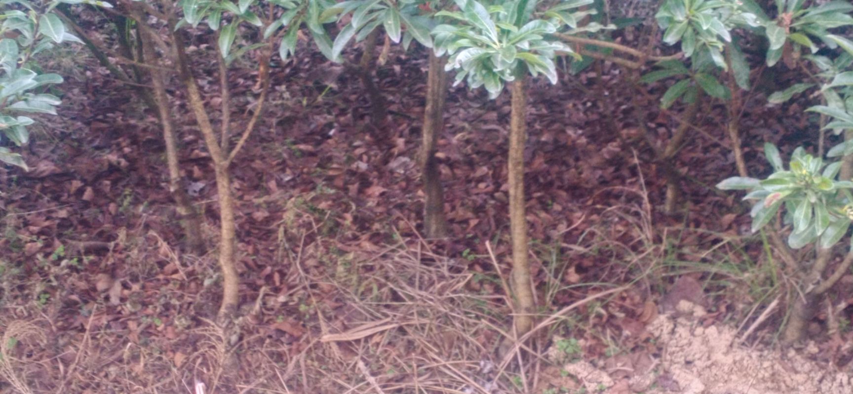 大黑炭杨梅树苗 