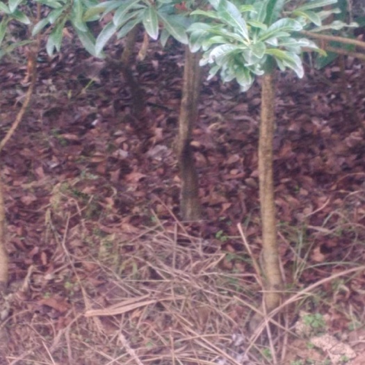 靖州县大黑炭杨梅树苗 