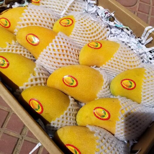 乐东县水仙芒果  金煌芒水仙芒一级芒果