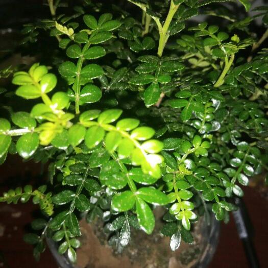 漳州清香木，20高和40高都有，质量好，大批量可刀